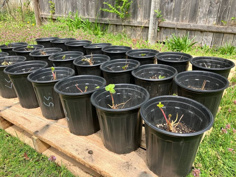 strawberries for sale on facebook marketplace (1)