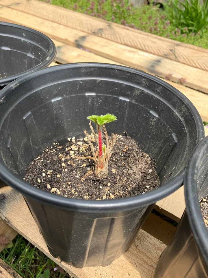 strawberries for sale on facebook marketplace (2)