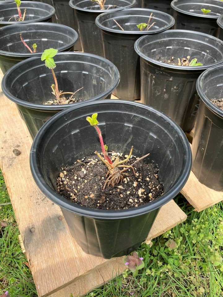 strawberries for sale on facebook marketplace (3)