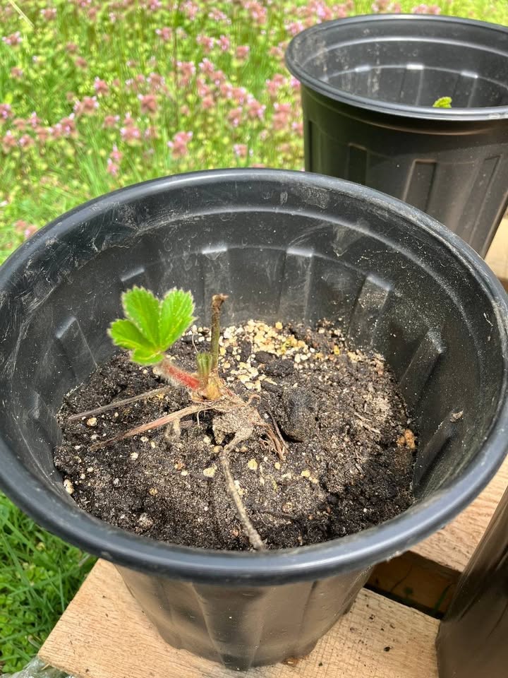strawberries for sale on facebook marketplace (4)