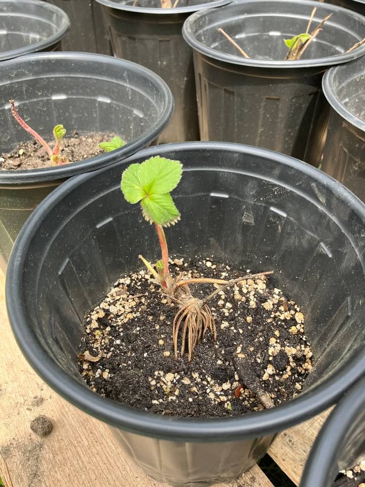 strawberries for sale on facebook marketplace (5)
